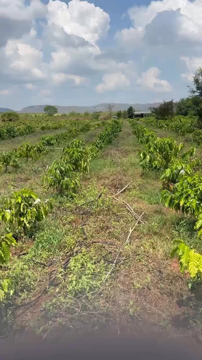 Bán 4ha đất vườn Ea Wer Buôn Đôn giá 4 tỷ - Nguồn thu ổn định