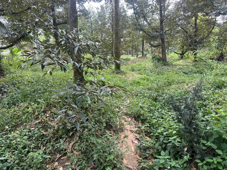 Bán Gấp Đất Vườn 911m² Chợ Lách, Bến Tre - 490 Triệu, Sầu Riêng 6 Năm Tuổi