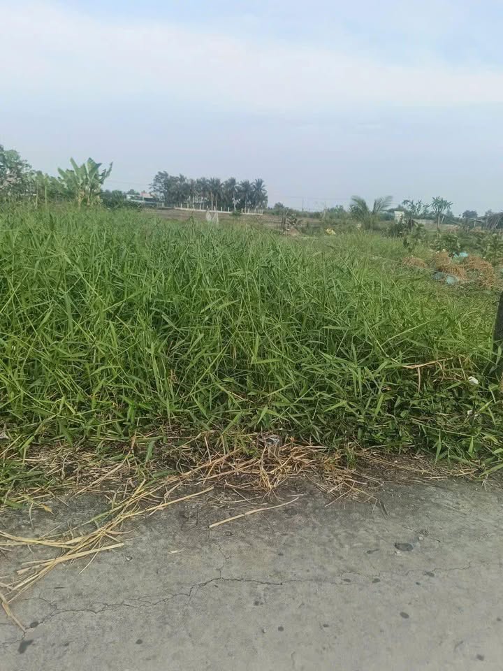 Đất nền Thạnh Trị, Gò Công Tây - 165m² Sổ đỏ, Giá F0 chỉ 240 triệu