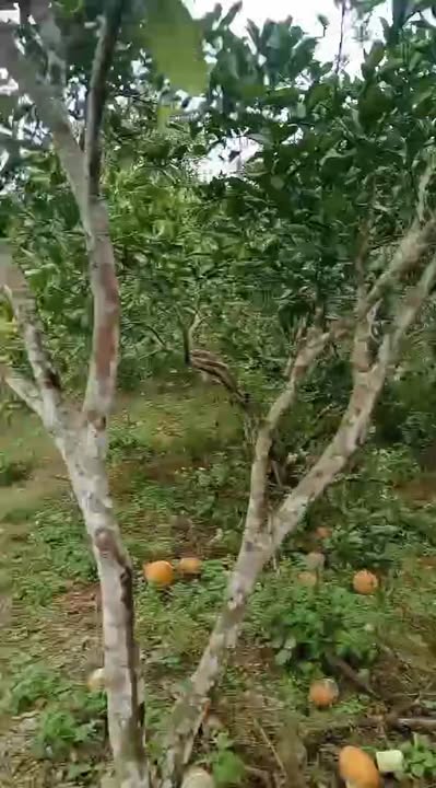 Đất trang trại 2ha Võ Nhai, Thái Nguyên - Sẵn sàng canh tác, giá chỉ 9xx triệu