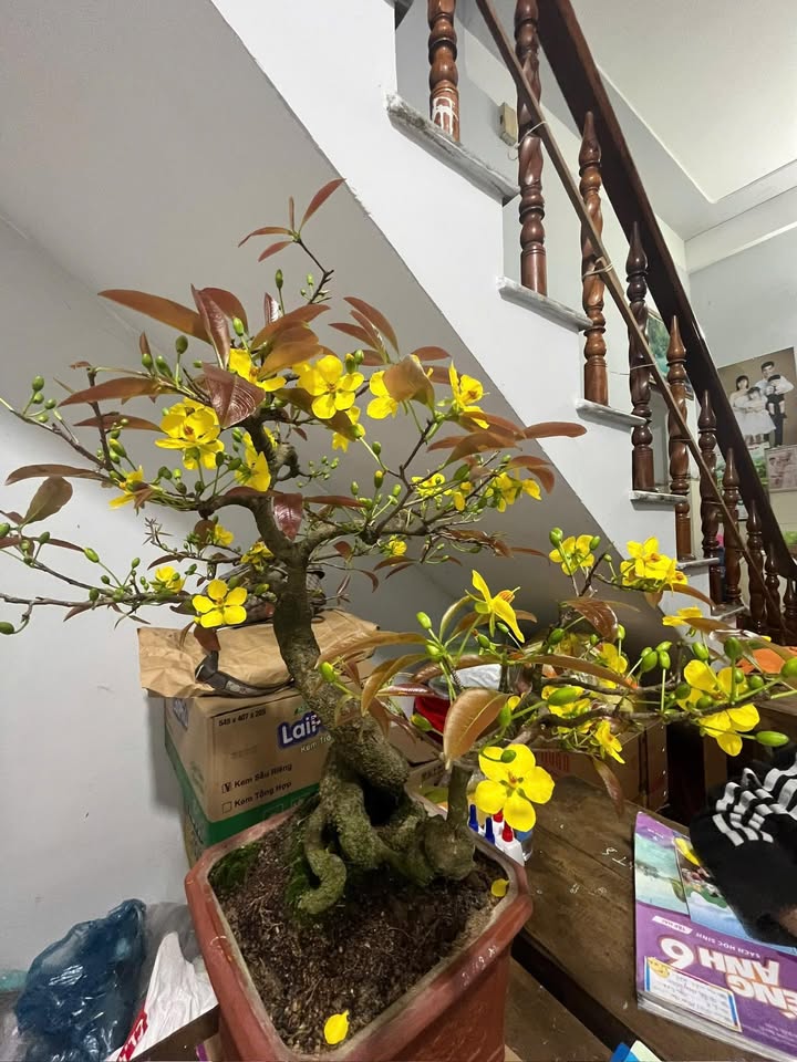 Nhà Trung Tâm Quy Nhơn - Đống Đa, 26m² Giá 1.x Tỷ - Sẵn Sàng Ở Ngay!