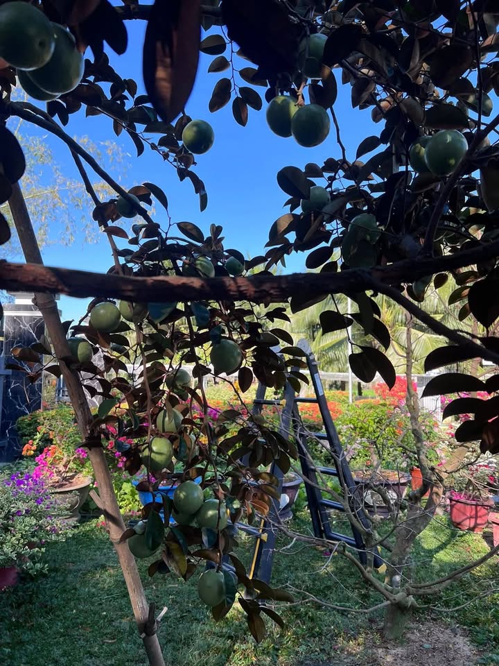 Đất Ninh Thượng 108m² Sổ Hồng Full Thổ - Giá Đầu Tư 15.12 Tỷ