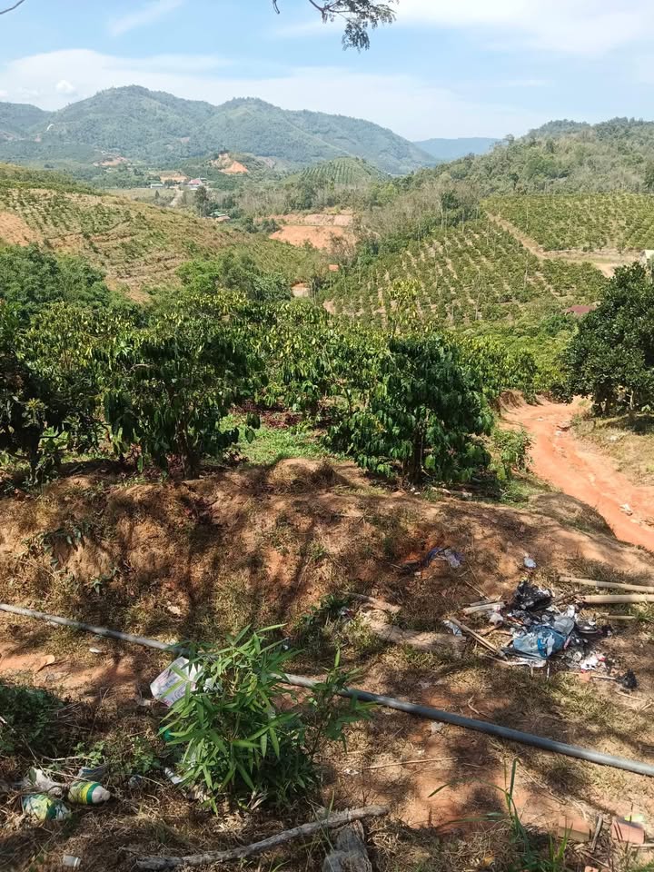 Bán Đất Vườn 12,000m² Cà Phê Tại Lâm Hà - Sổ Đỏ, Giá 2.3 Tỷ