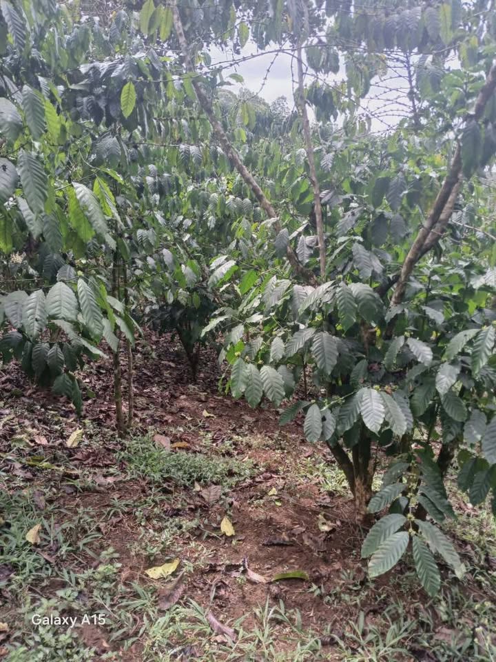 Đất nền Lộc Thanh Bảo Lộc 7300m² 3 tỷ - Sổ đỏ chính chủ