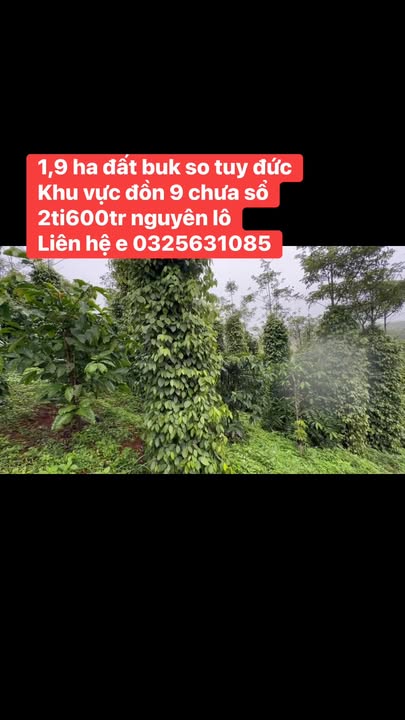 Đất nền Đắk Búk So, Tuy Đức 1.9ha giá 2.6 tỷ - Tiềm năng tăng giá!