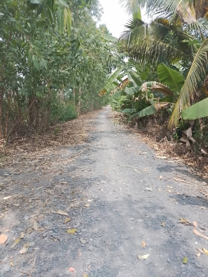 Đất vườn Bến Lức Long An 1043m² giá 850 triệu - Nghỉ dưỡng lý tưởng