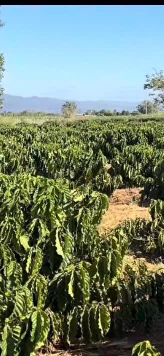 Bán Đất Vườn 8200m² Mặt Tiền Đường 85m Tại Đức Trọng, Lâm Đồng - Giá 5.2 Tỷ