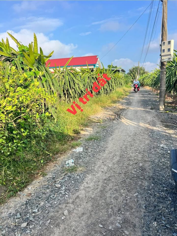 Bán đất lúa Châu Thành, Long An 1000m² - Sổ đỏ, giá 479 triệu