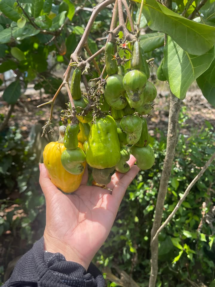 Đất nền Định Quán 500m² Sổ hồng riêng - Giá 260 triệu, Tặng Vàng