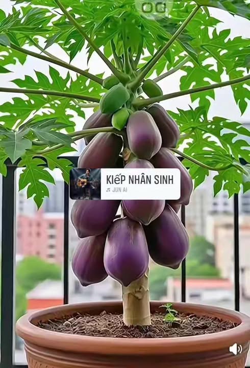 Bán Nhà Góc 2 Mặt Tiền Lê Công Phép 94m² - Giá Tốt Hiếm Có!