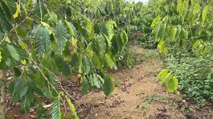 Đất nền Kon Gang, Đăk Đoa 34200m² - Sổ đỏ chính chủ, ôm suối!