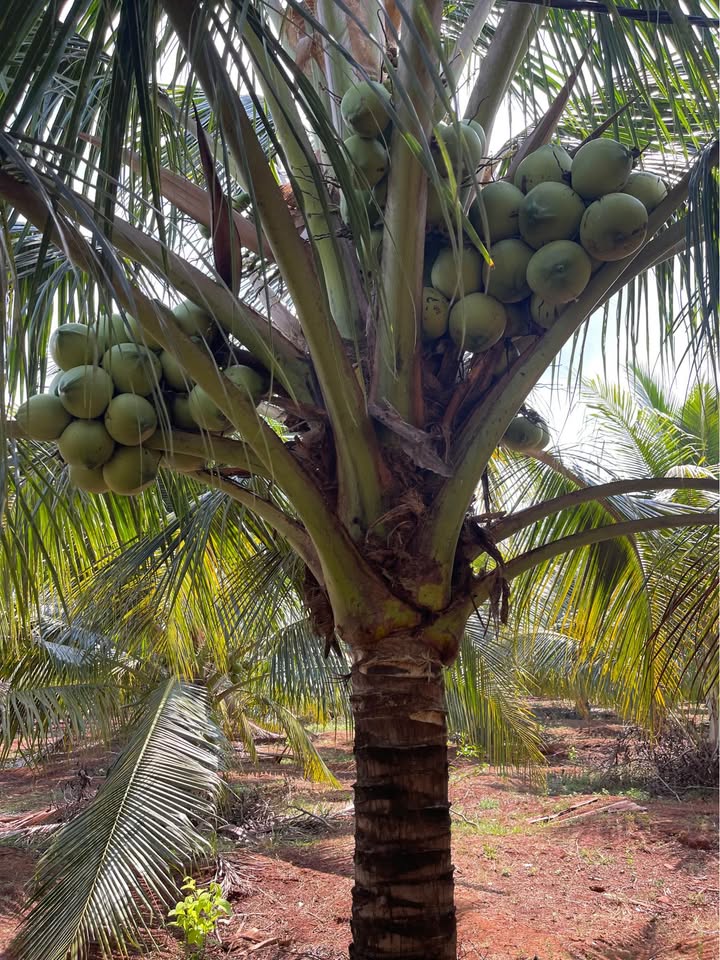 Bán Gấp 4ha Đất Bazan Gia Lai - Thu Nhập Khủng Từ Cà Phê, Sầu Riêng, Dừa