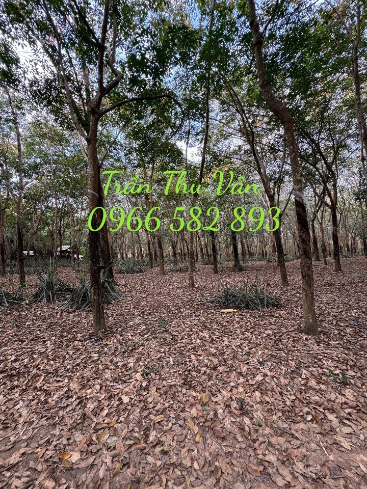 Đất Nền Bình Mỹ, Củ Chi 4.5ha - Sổ đỏ chính chủ, tiềm năng đầu tư!