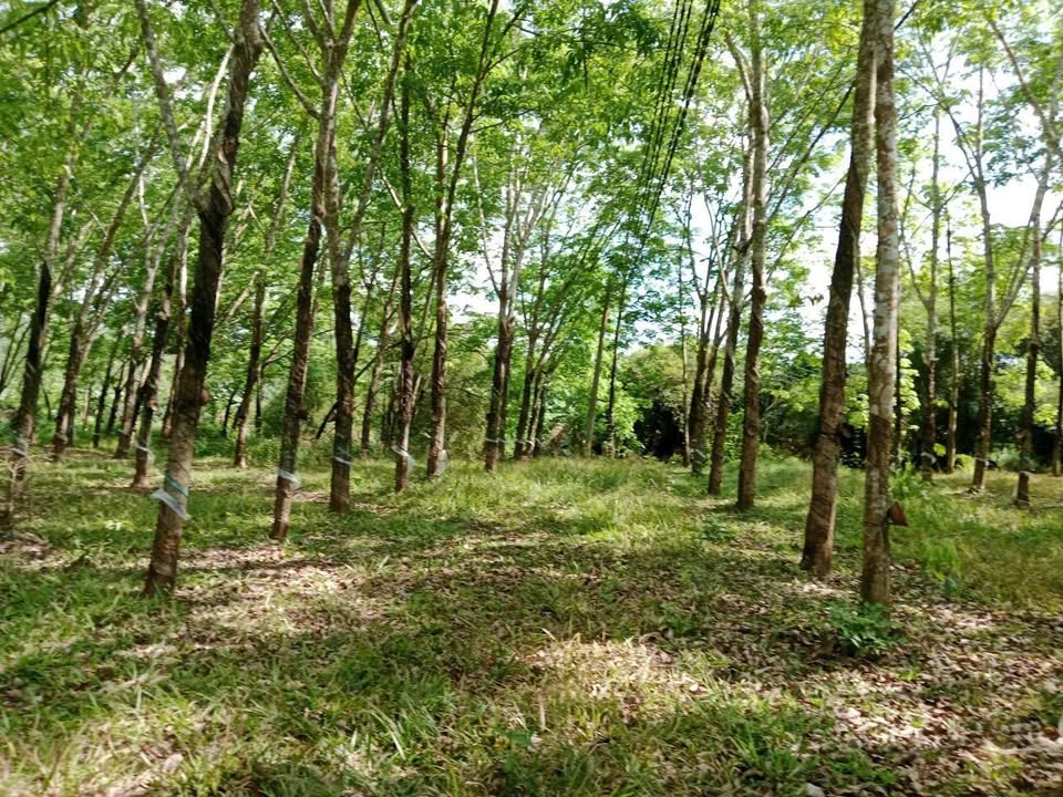 Đất Vườn Cao Su 7.3 Sào, Mặt Tiền Suối Tại Đồng Nai - Giá 3.2 Tỷ