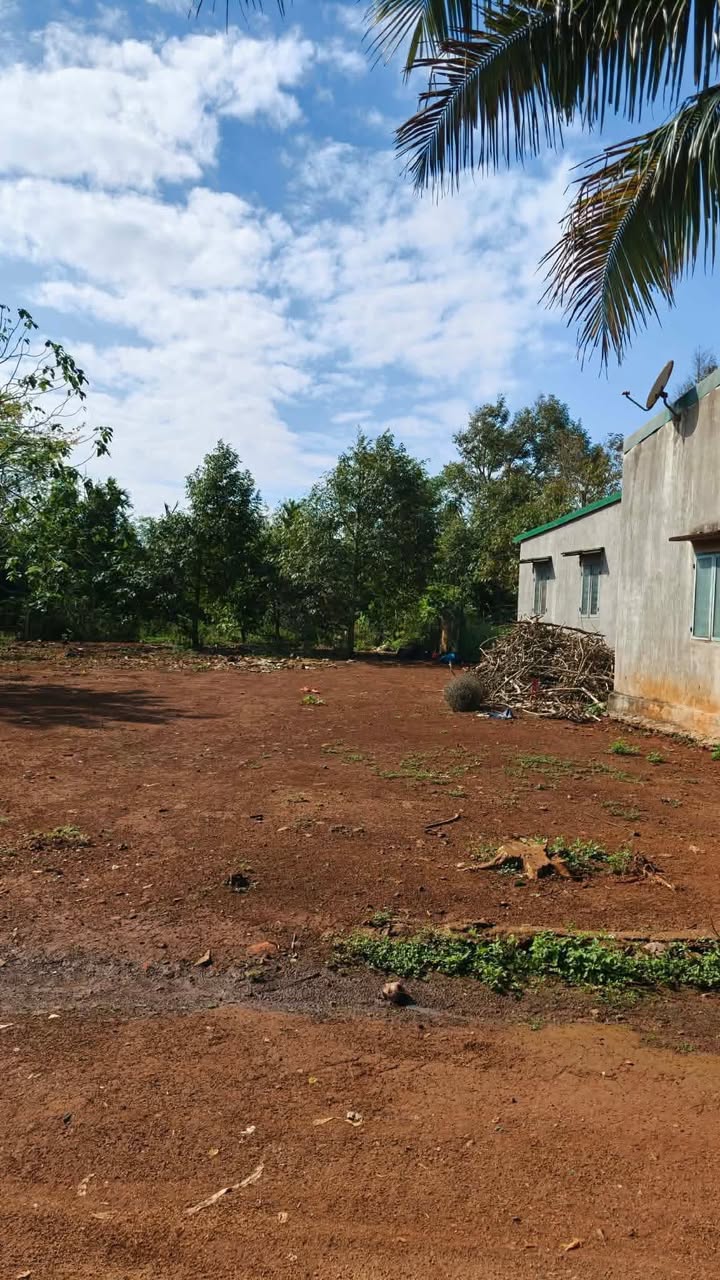 Đất Buôn Kang, Krông Bông - 2700m² Thổ Cư, Sổ Sẵn, Giá 450 Triệu