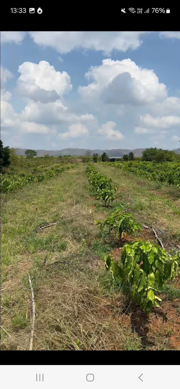 Đất Vườn Đắk Lắk 4ha - Thu Nhập Ổn Định Từ Cà Phê, Sổ Đỏ