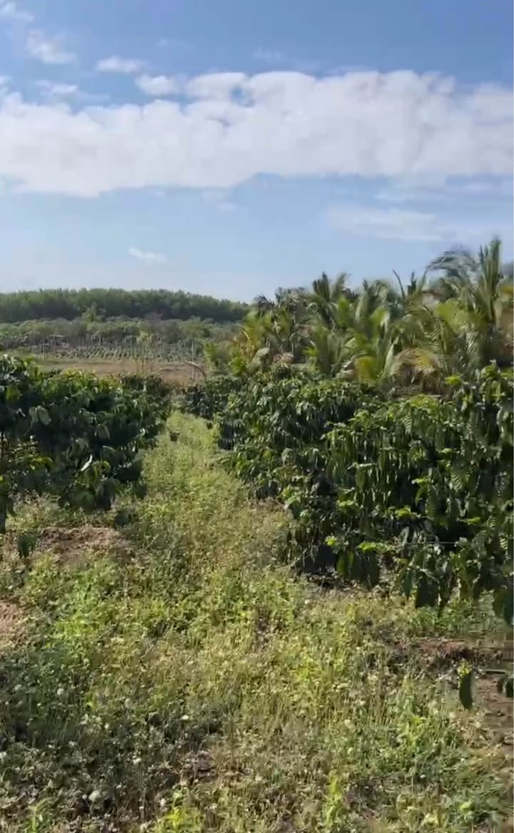 Đất vườn Ea Kar, Đắk Lắk 1440m² - Sổ đỏ chính chủ!