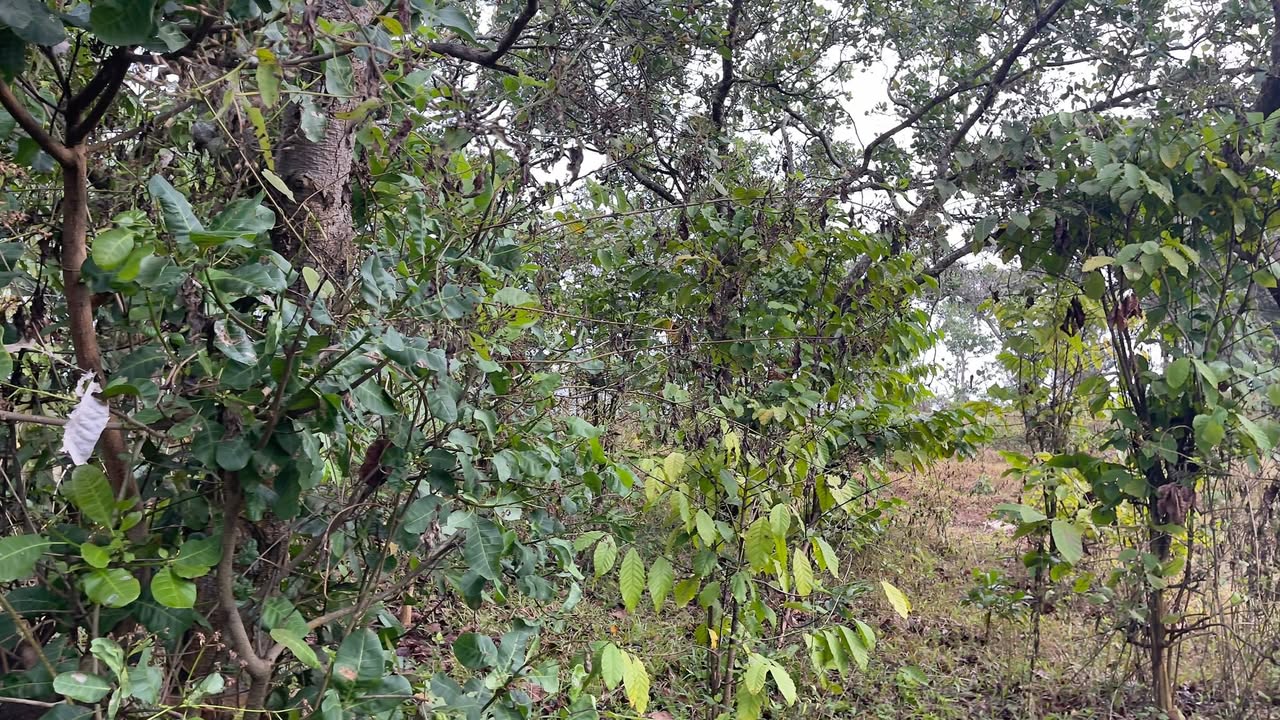 Đất Rẫy Quảng Tín Đắk Nông 1.1ha - Giá sốc 900 Triệu, tiềm năng lớn!