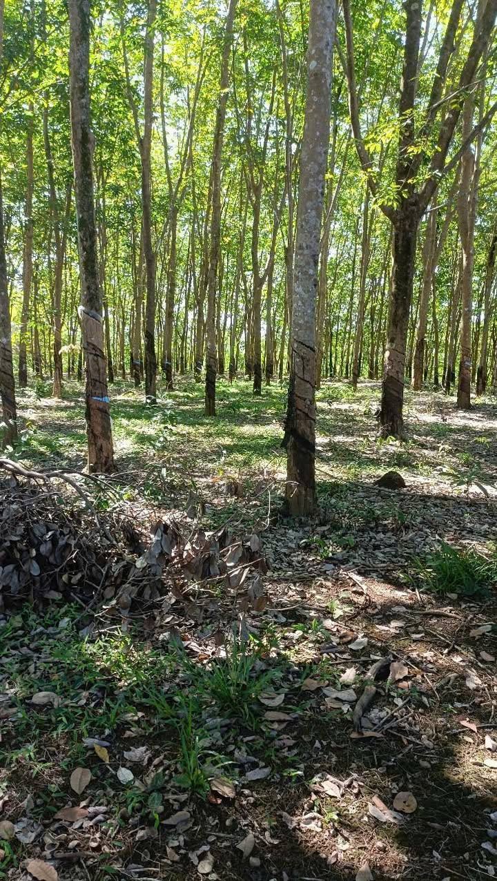 Bán Đất Rẫy Đồng Phú 6.2ha Giá 6.2 Tỷ - Tiềm Năng Đầu Tư Dài Hạn