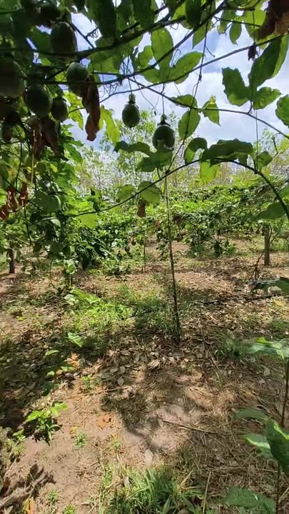 Đất vườn Ea H'leo 7.4ha - Chỉ 1.6 tỷ, Đầu tư dài hạn!