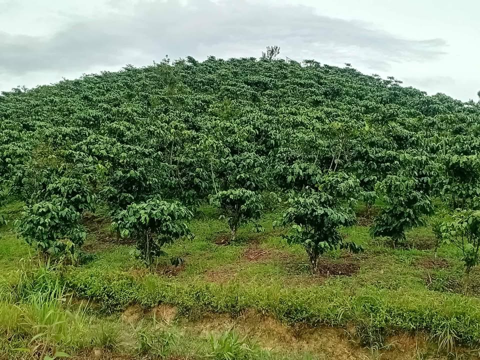 Bán gấp 1512m² đất cafe Phi Tô, Lâm Hà - Ô tô vào tận nơi, giá 1 tỷ