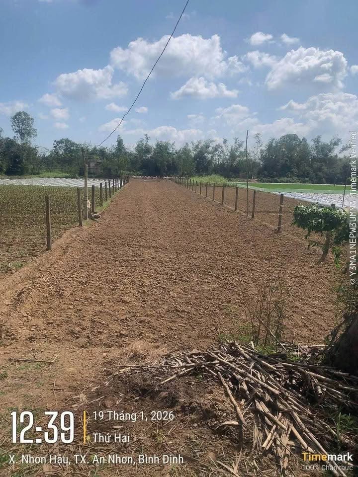 Đất vườn Nhơn Hậu, An Nhơn 800m² - Giá đầu tư tốt, ô tô tới nơi!
