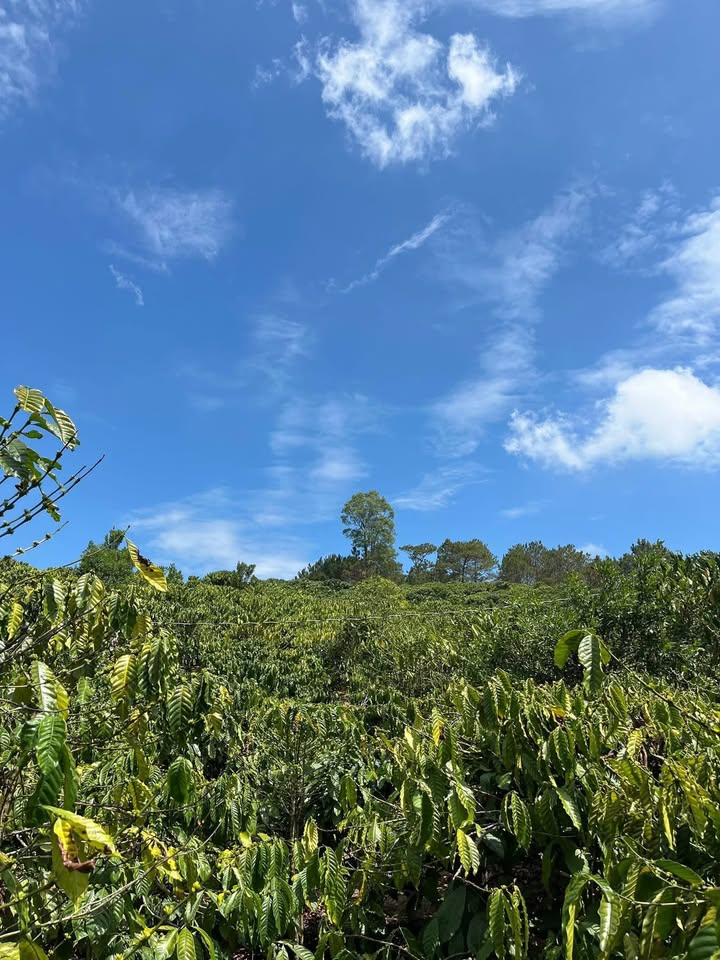 Bán Gấp 2ha Đất Trồng Cà Phê Kinh Doanh Tại Phi Liêng, Lâm Đồng - Giá Tốt