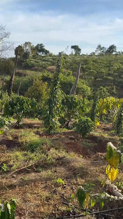 Bán Gấp Đất Vườn Gia Lai 9 Sào - Sổ Hồng Sẵn Sàng