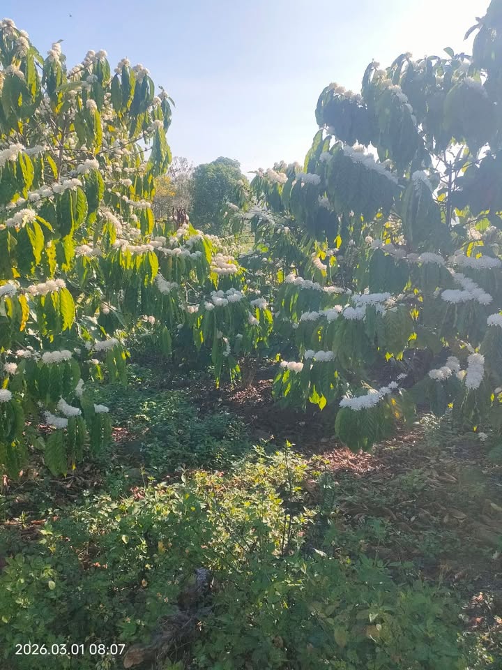 Đất Nền Lâm Hà 1440m² - Sổ Đỏ Sẵn Sàng - Giá 1.85 Tỷ