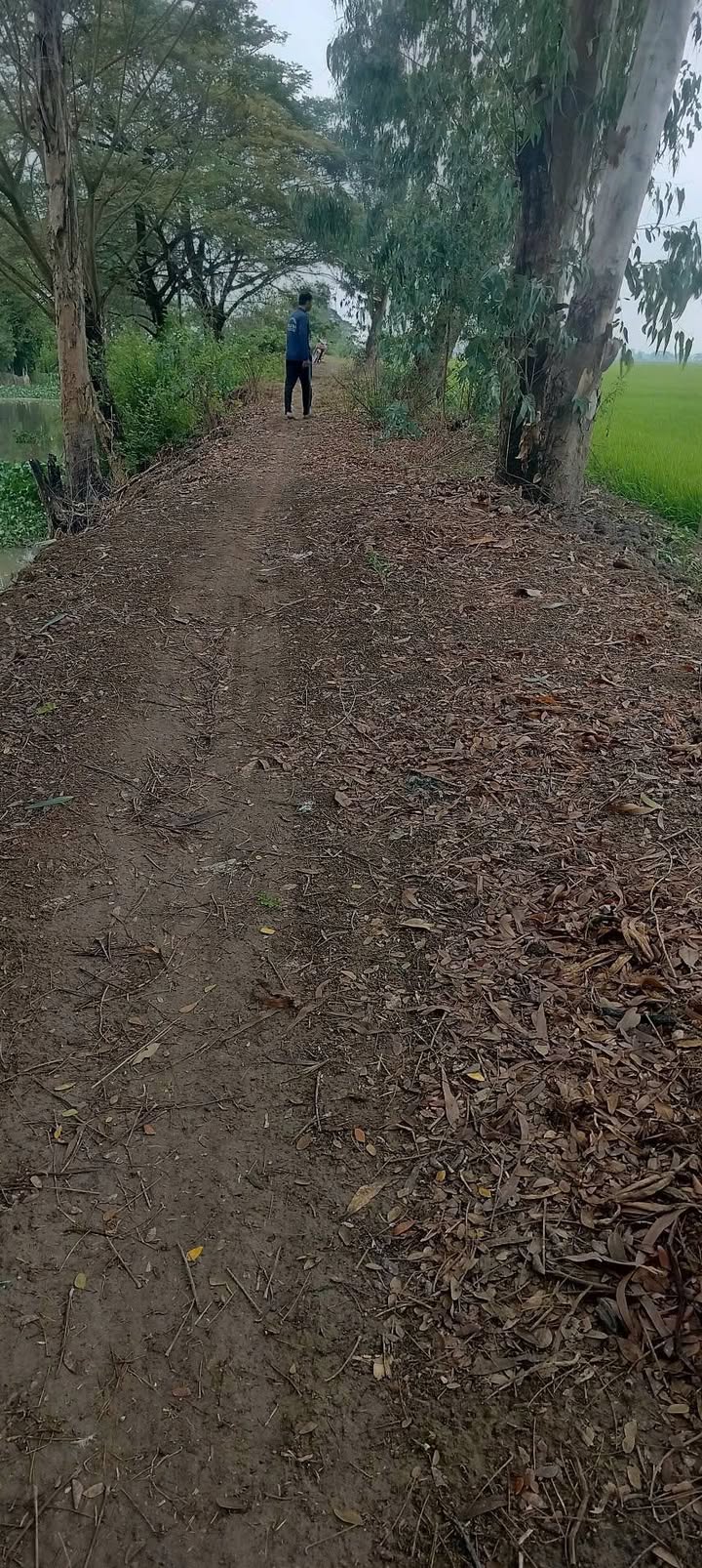 Đất Ruộng Vĩnh Bình, Châu Thành, 40.000m² - Tiềm năng tăng giá!