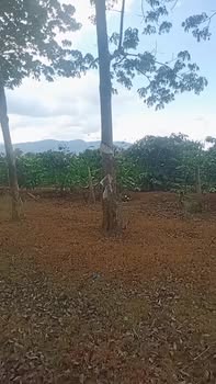 Bán gấp 3ha đất đỏ trồng cao su kinh doanh tại Kon Gang, Đăk Đoa