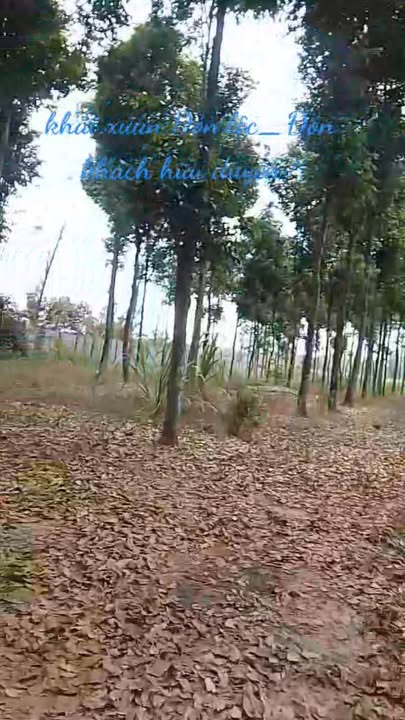 Bán Gấp Đất Vườn Ven Sông Đồng Nai 3300m² - Giá Sốc Đầu Năm 2026