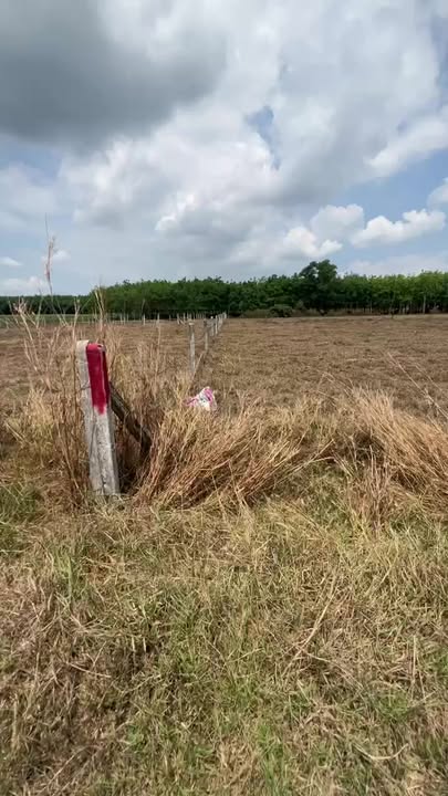 Đất Full Thổ Cư Bến Cầu, Tây Ninh 200m² - Giá 245 Triệu