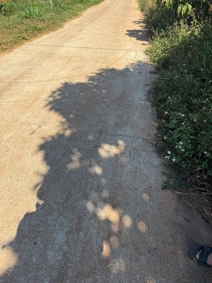 Đất vườn cà phê Tân Hà Lâm Hà 720m² giá 1.55 tỷ - Đầu tư sinh lời!