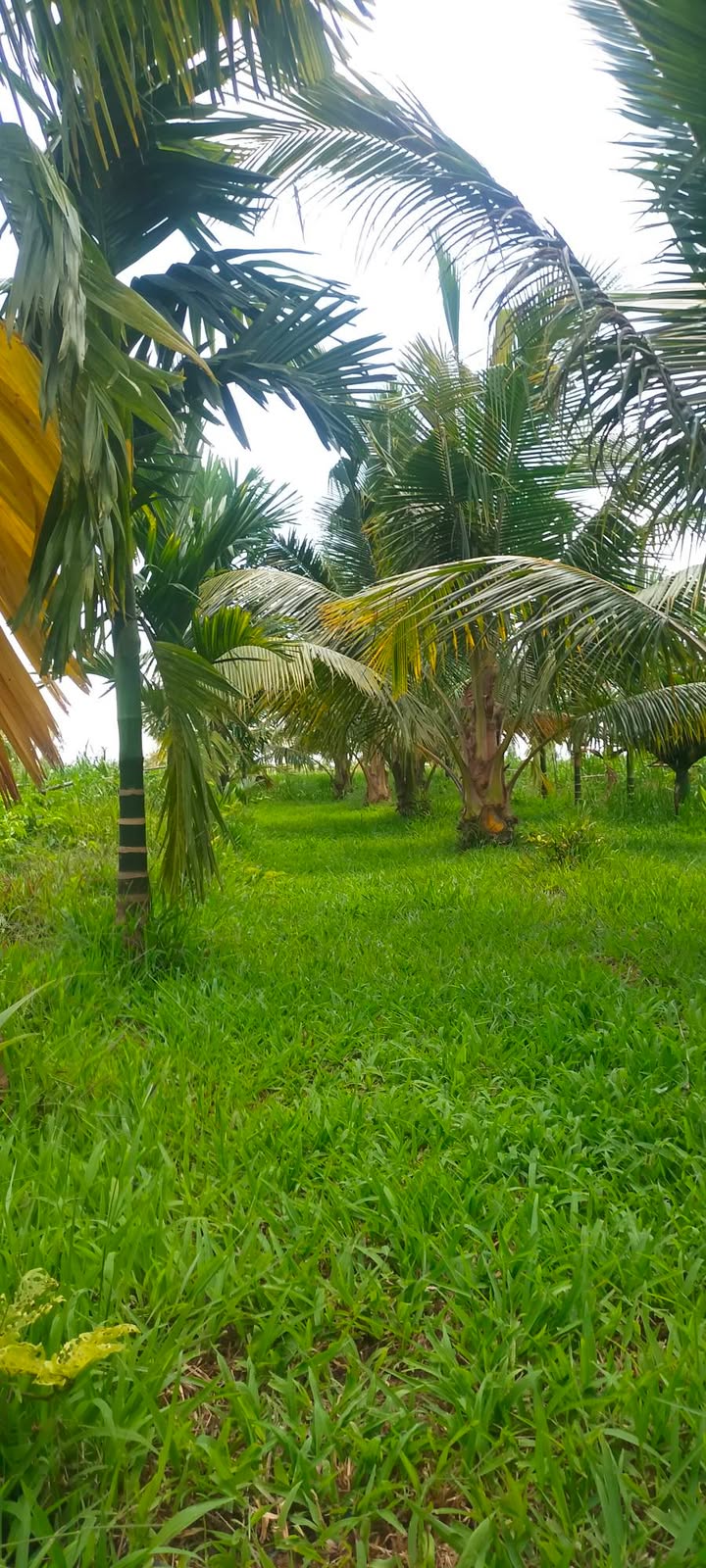 Đất Vườn Cầu Ngang Trà Vinh 11.000m² Giá 2.5 Tỷ - Sinh Thái Xanh!