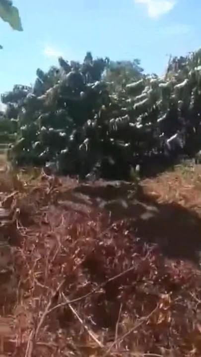 Bán Gấp Trang Trại Cà Phê 21.000m² Huyện Cư M'gar - Thu Nhập Mạnh 1.9 Tỷ