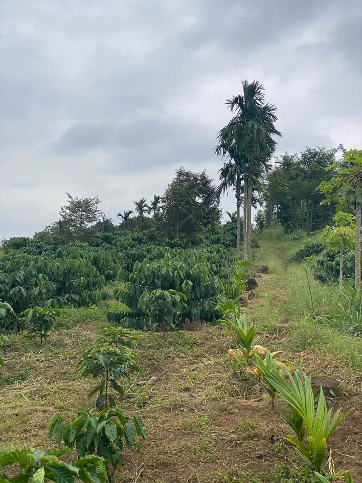 Đất vườn Ea Kao, Buôn Ma Thuột 1.25 tỷ - View thiên nhiên tuyệt đẹp!