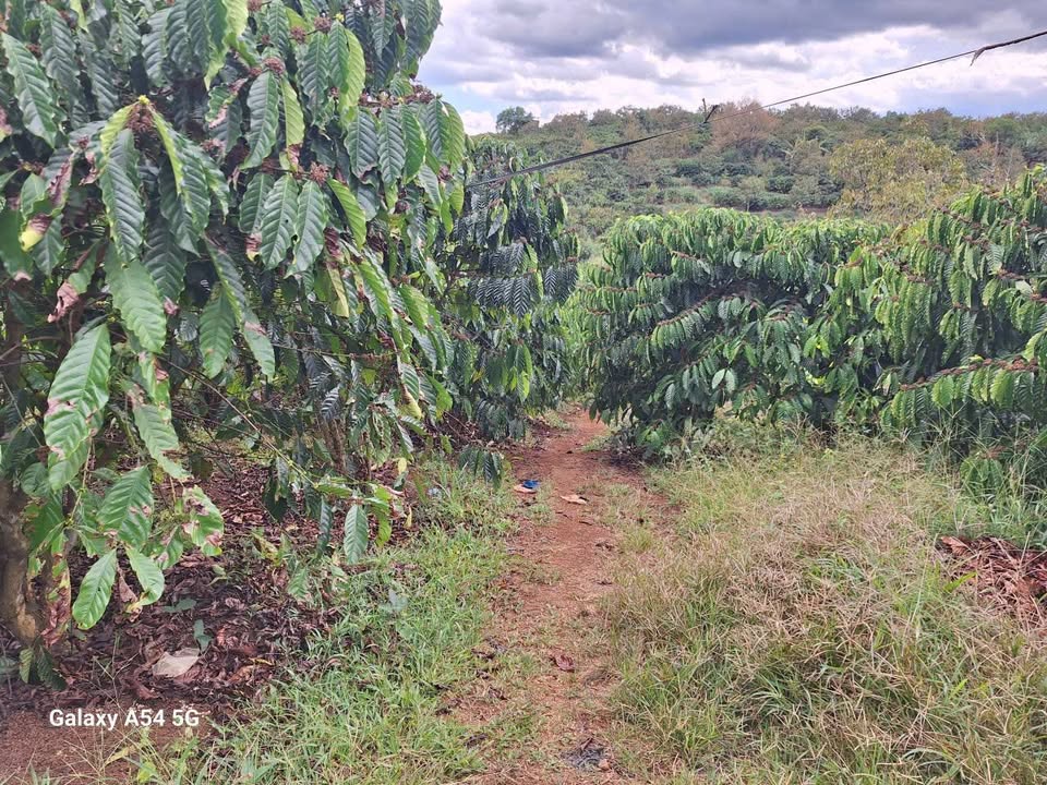 Đất nền Hòa Ninh, Di Linh 1.1ha giá 5.9 tỷ - Sổ đỏ chính chủ