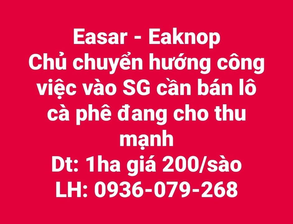 Bán Gấp 1ha Cà Phê Eaknop, Đắk Lắk - Dòng Tiền Ổn Định