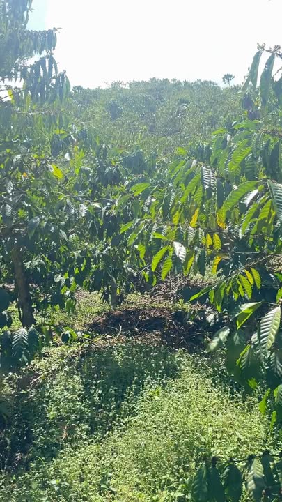 Đất Vườn 1800m² - 750 Triệu Tại Di Linh, Lâm Đồng - Thế Đất Đẹp, Sẵn Xây Dựng