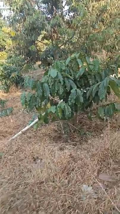 Đất nền Lộc Tân 14400m² - Đường to ô tô, sổ đỏ chính chủ!