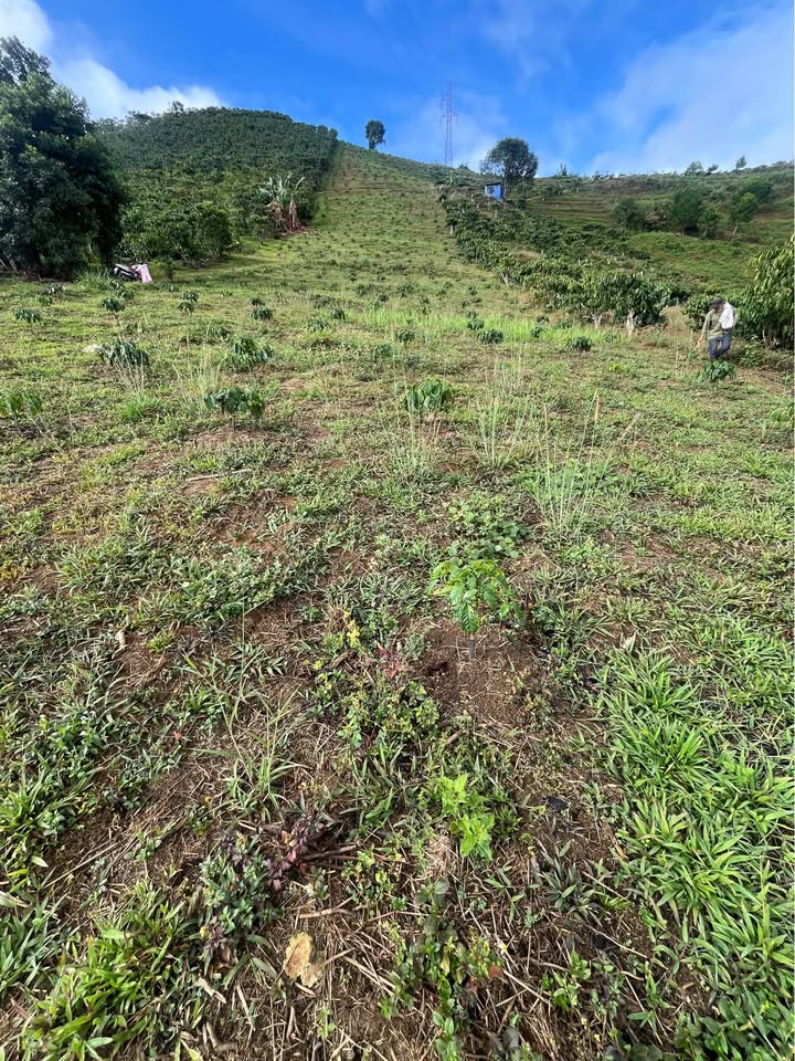 Đất vườn Lộc Châu Bảo Lộc 4200m² giá 1.2 tỷ - Sinh thái xanh!