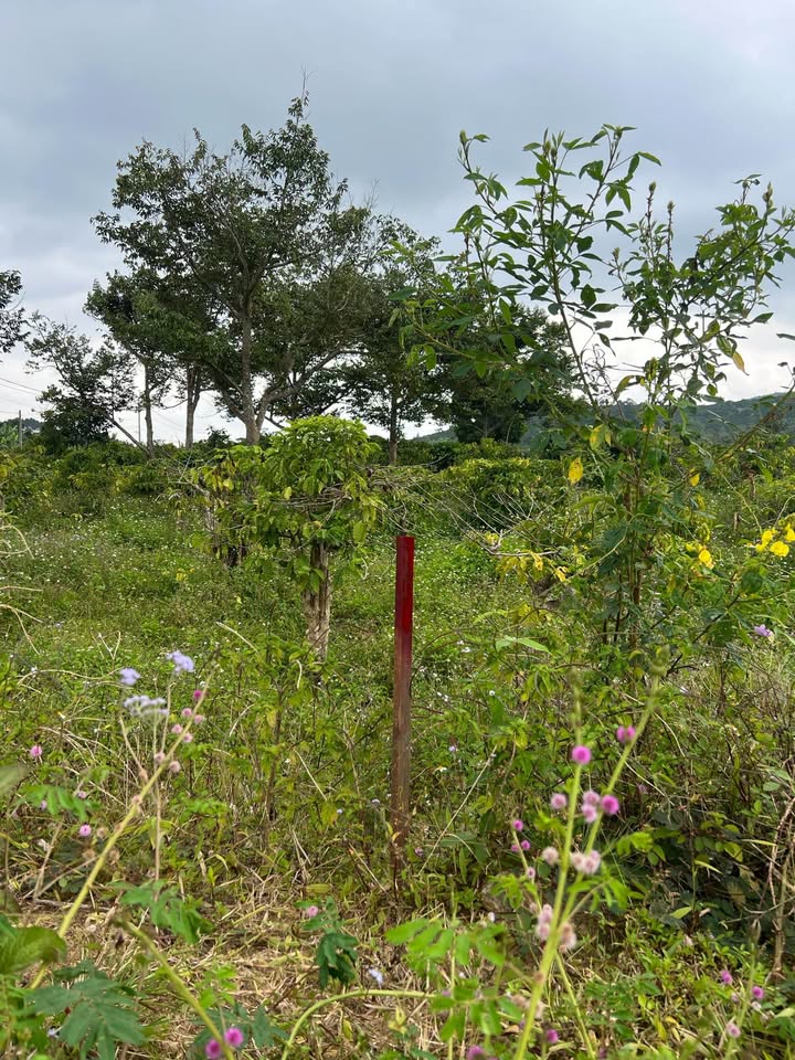 Đất nền Xã Bảo Thuận, Di Linh | 3500m² chỉ 1.xx tỷ | Tiềm năng tăng giá