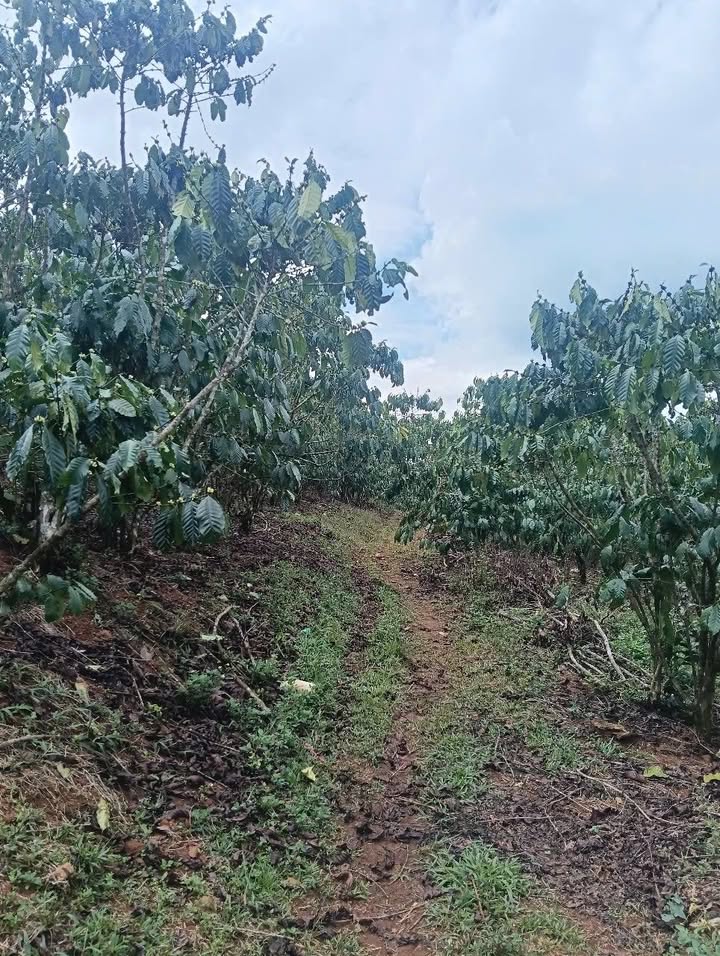 Đất Vườn 4000m² Sổ Đỏ Tại Bảo Lâm, Lâm Đồng - Giá 2 Tỷ