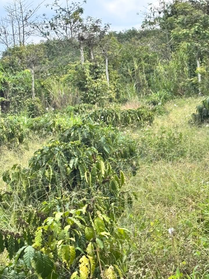 Đất vườn Hòa Nam Di Linh 1800m² giá 2.4 tỷ - Nghỉ dưỡng lý tưởng!