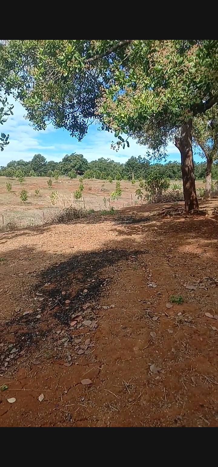 Đất Vườn 25.000m² Đồng Phú, Bình Phước - Giá 4.1 Tỷ, Sẵn Sàng Đầu Tư