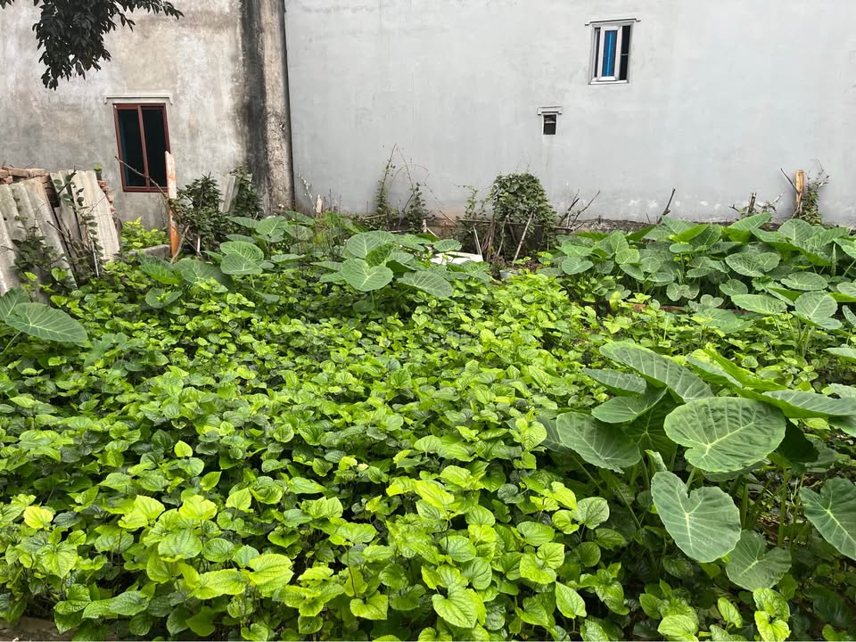 Đất nền Khoan Tế Đa Tốn 50m² - Sổ đỏ chính chủ, ô tô vào đất