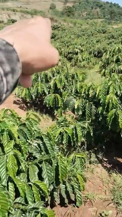 Bán Đất Vườn 12600m² Đan Phượng, Hà Nội - Giá Tốt 1 Tỷ