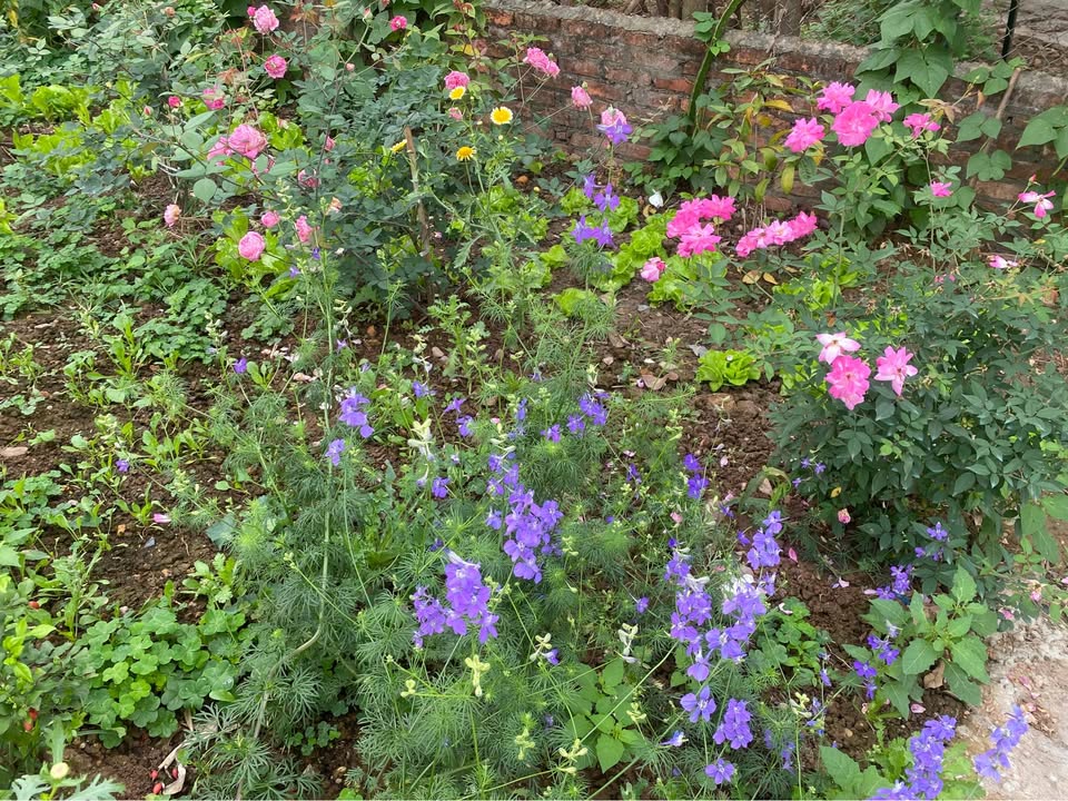 Đất Vườn Phúc Thọ Hà Nội 1000m² - Nghỉ Dưỡng Lý Tưởng!