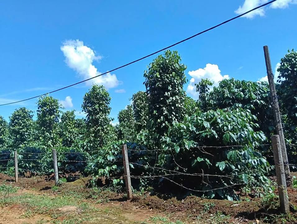 Farm 6ha Cà Phê Tiêu Kinh Doanh Xã Gào, Gia Lai - Giá 16 Tỷ